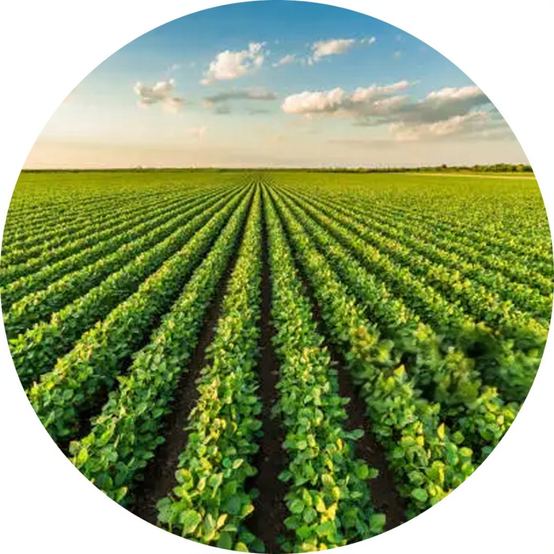 Ayush Vedica Product